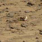Abitante delle Dune (foto L. Giraudo)